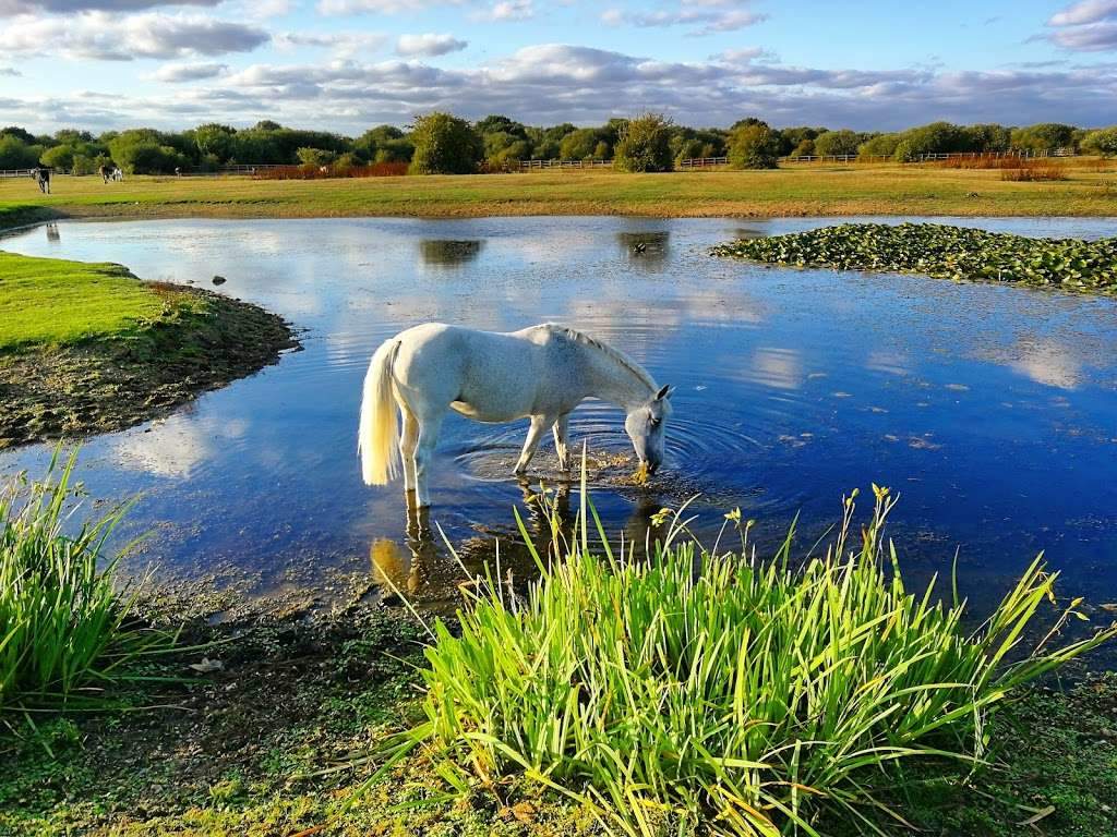 For this childminder in Dagenham East, getting out and about every day will be easy. The Chase is a huge nature reserve with plenty for little explorers to do. The image shows a white horse drinking from one of the many ponds and lakes in the nature reserve. Image credit: https://www.landofthefannslearning.org/listing/chase-nature-reserve/