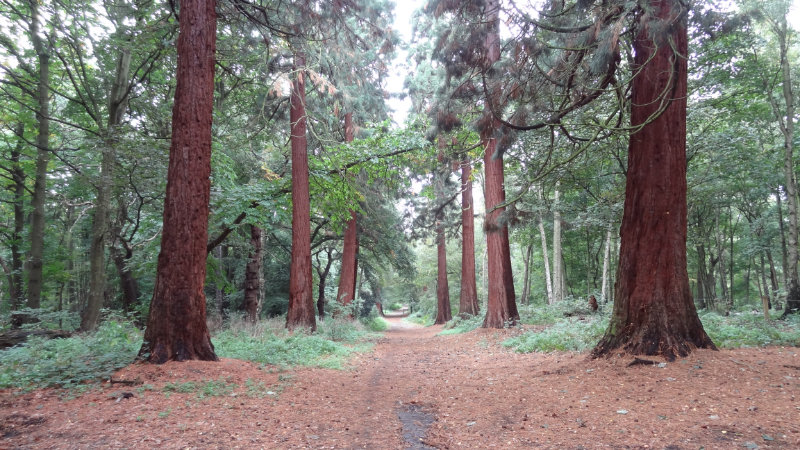 Hornchurch-country-park-giant-redwoods