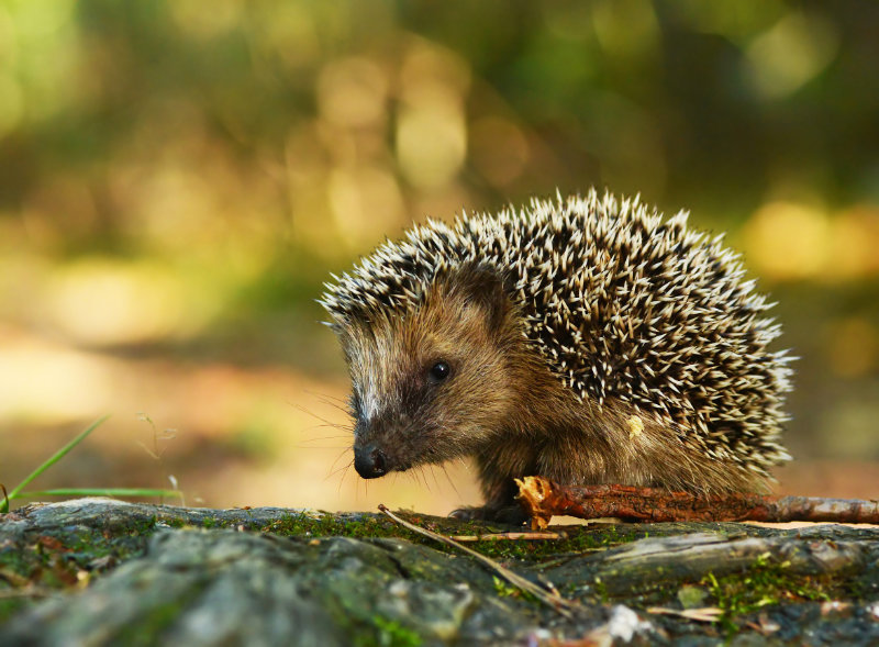 Young hedgehog in natural habitat