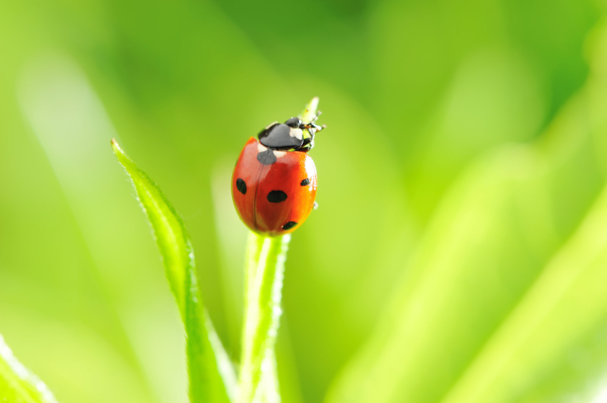 Ladybug on a grass with shallow DOF