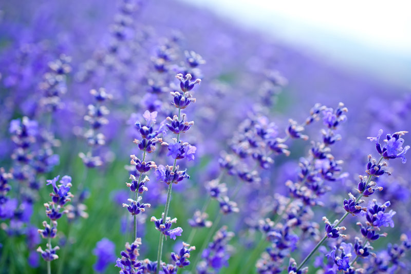 lavender