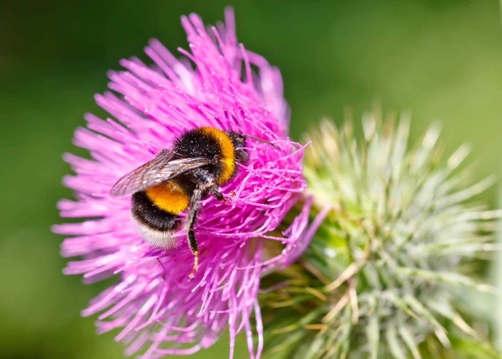 Bumble bee collecting pollen on pink flower