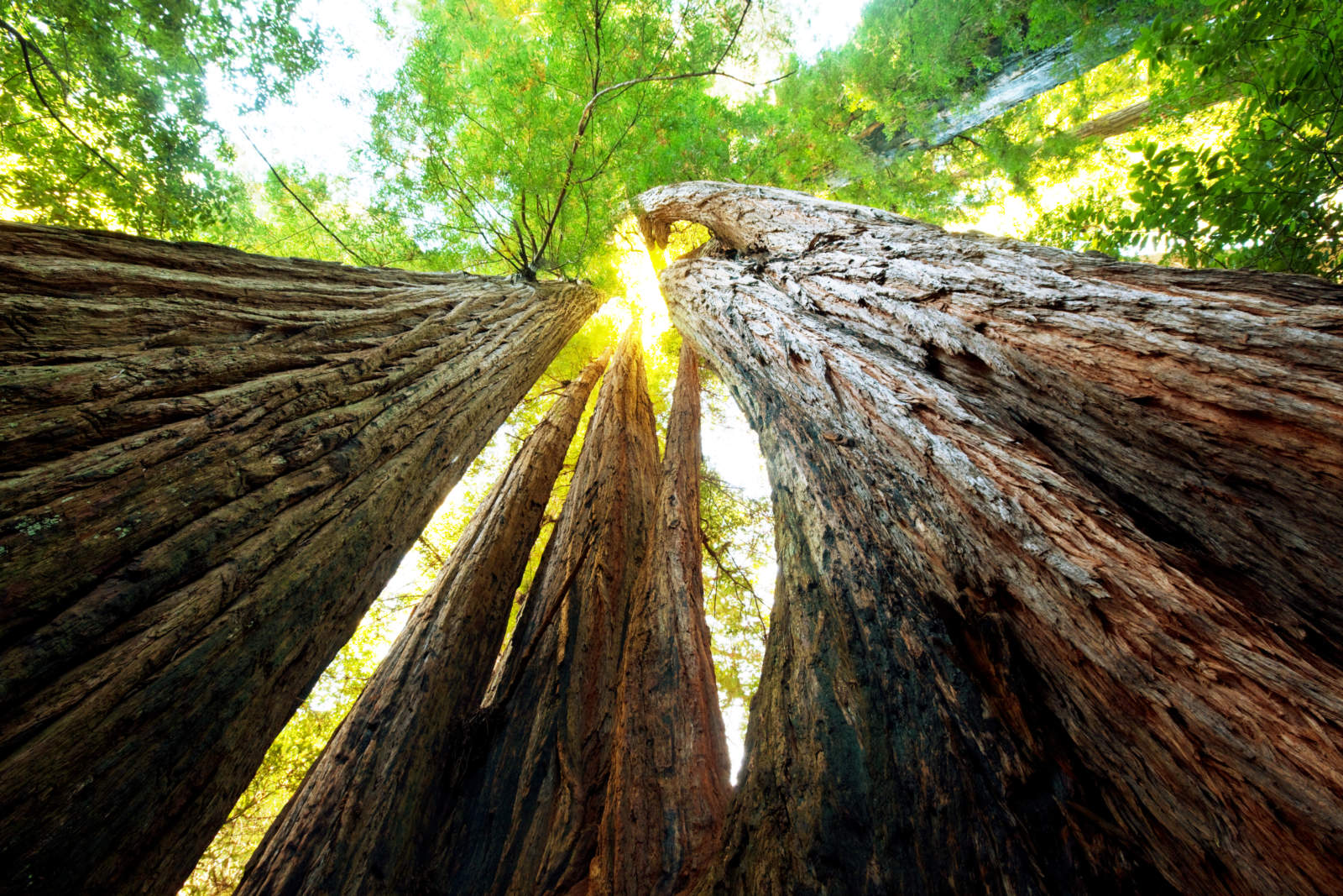 sequoia forest in fog