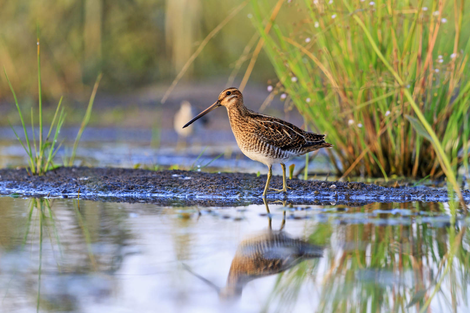 snipe at the edge of the swamp, hunting season, hunting bird rare frame