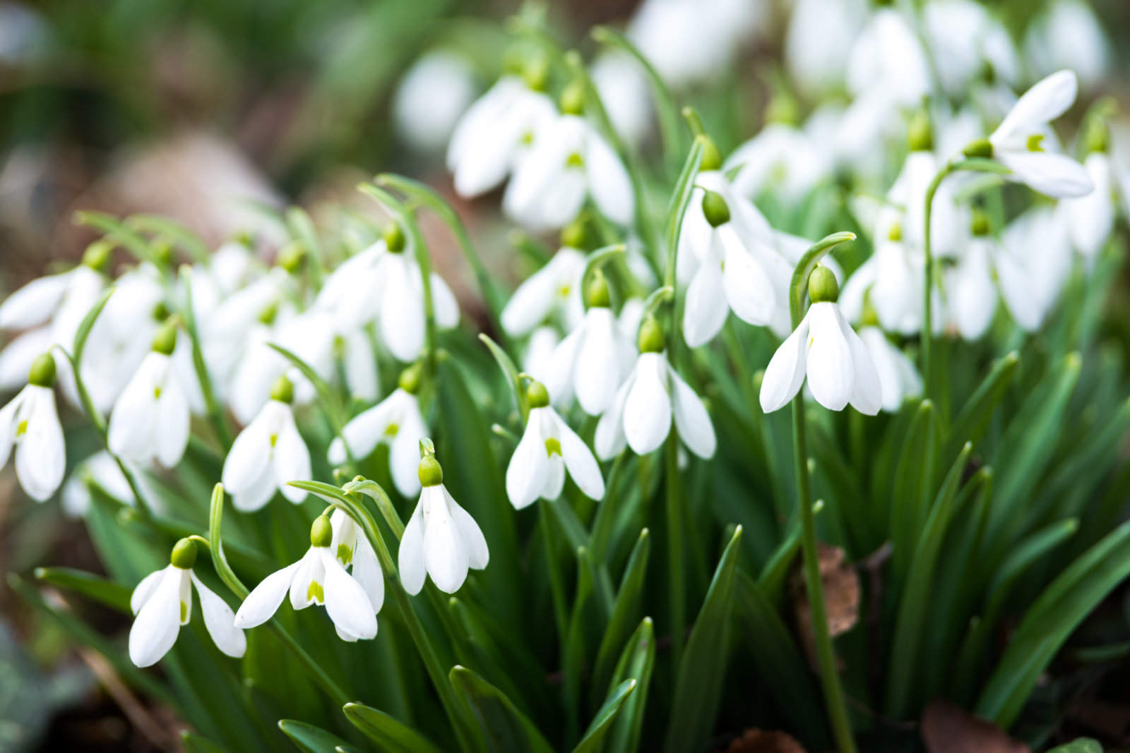 snowdrops