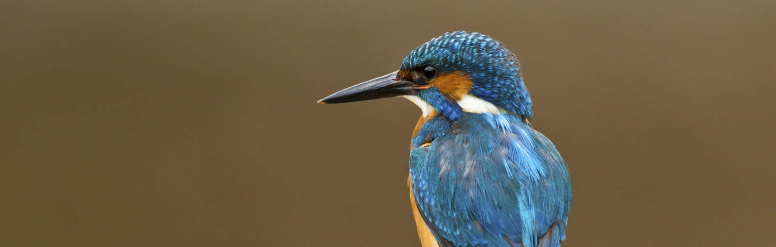 birds-kingfisher