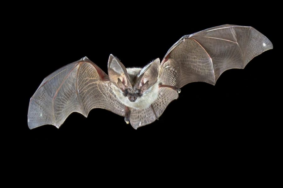 Flying bat isolated on black background. The grey long-eared bat (Plecotus austriacus) is a fairly large European bat. It has distinctive ears, long and with a distinctive fold. It hunts above woodland, often by day, and mostly for moths.